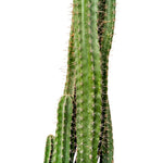 Cereus Lamiro