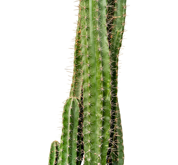 Cereus Lamiro