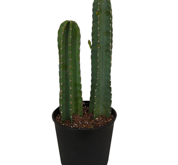 Cereus Peruviana Lamiro -IM-CACTUS-W:0-S:40 cms-H:1.5 mtrs