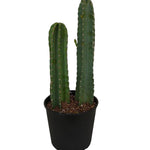 Cereus Peruviana Lamiro -IM-CACTUS-W:0-S:40 cms-H:1.5 mtrs