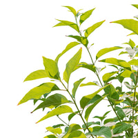 Cestrum Nocturnum
