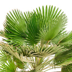 Chamaerops Humilis Vulcano