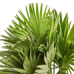 Chamaerops Humilis Vulcano