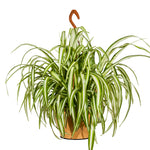 Chlorophytum