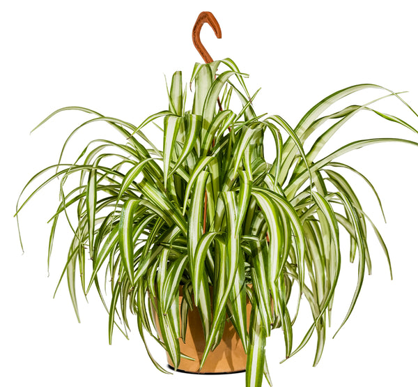 Chlorophytum