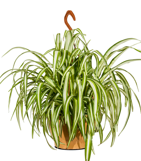 Chlorophytum