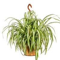 Chlorophytum Hanging