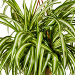 Chlorophytum