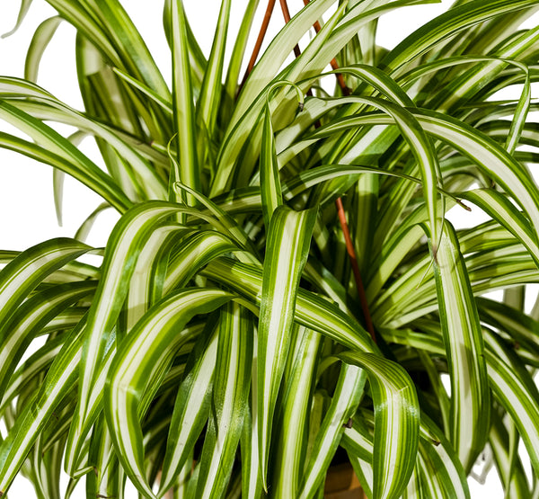 Chlorophytum