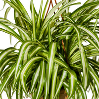 Chlorophytum Hanging
