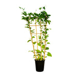 Clerodondrum 25 cms pots - 150 cms height