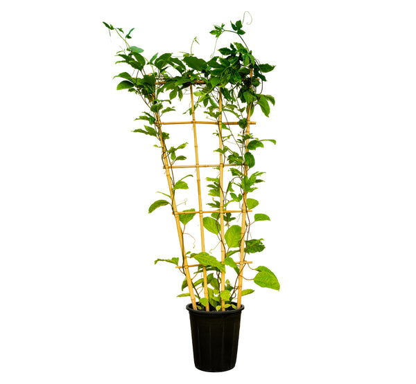 Clerodondrum  25 cms pots - 150 cms height