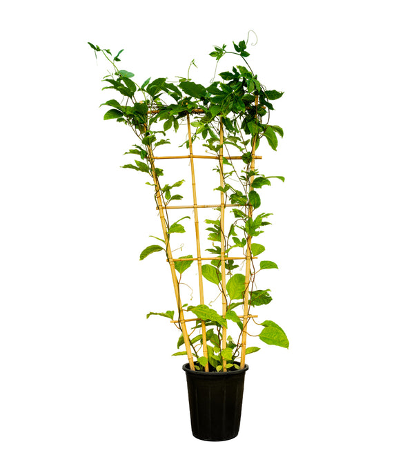 Clerodondrum  25 cms pots - 150 cms height