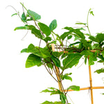 Clerodondrum 25 cms pots - 150 cms height