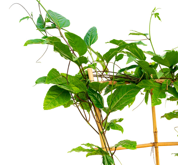 Clerodondrum  25 cms pots - 150 cms height