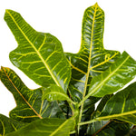 Codiaeum