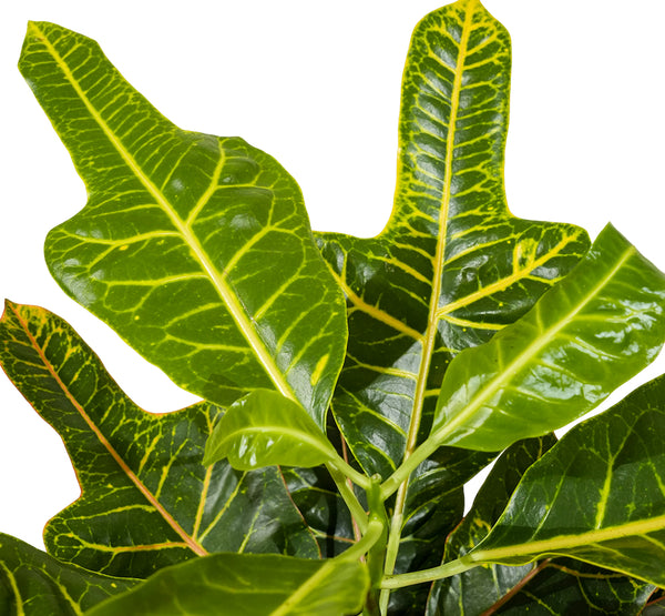 Codiaeum