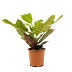 Codiaeum