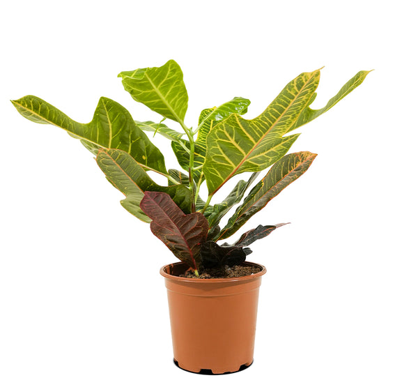 Codiaeum
