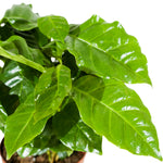 Coffee Arabica  12 cm pots
