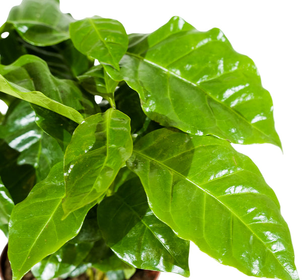 Coffee Arabica  12 cm pots