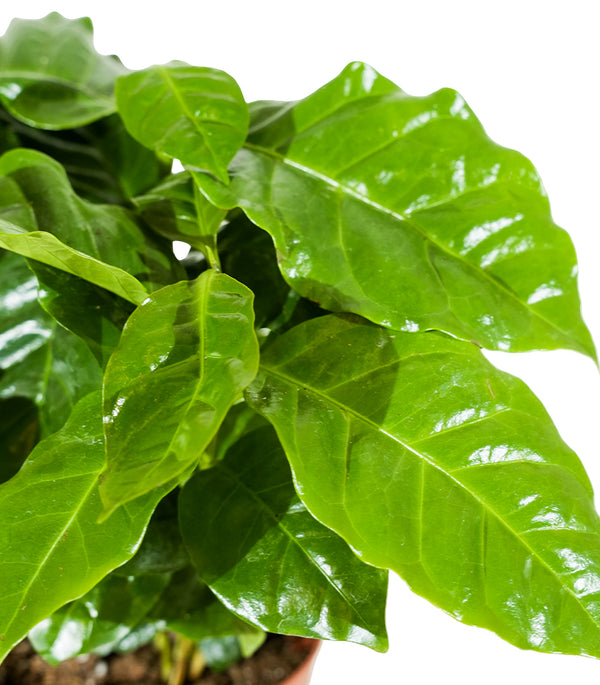 Coffee Arabica  12 cm pots