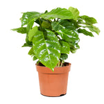Coffee Arabica  12 cm pots