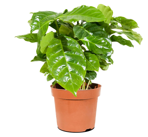 Coffee Arabica  12 cm pots