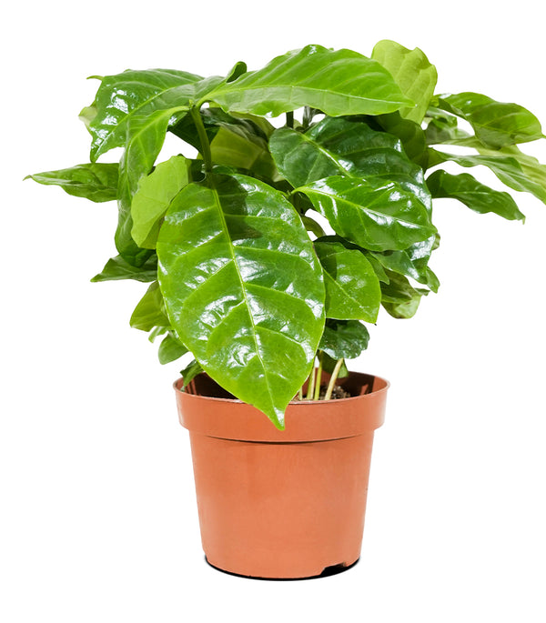 Coffee Arabica  12 cm pots