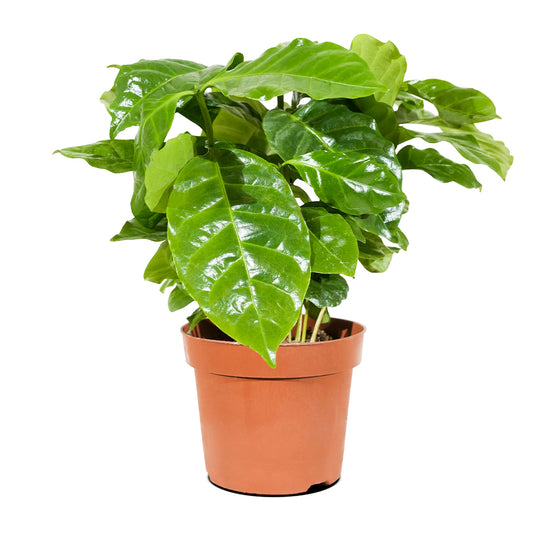 Coffee Arabica  12 cm pots