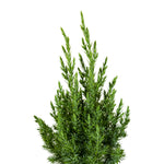 Conifers MIxed 11 cms pots