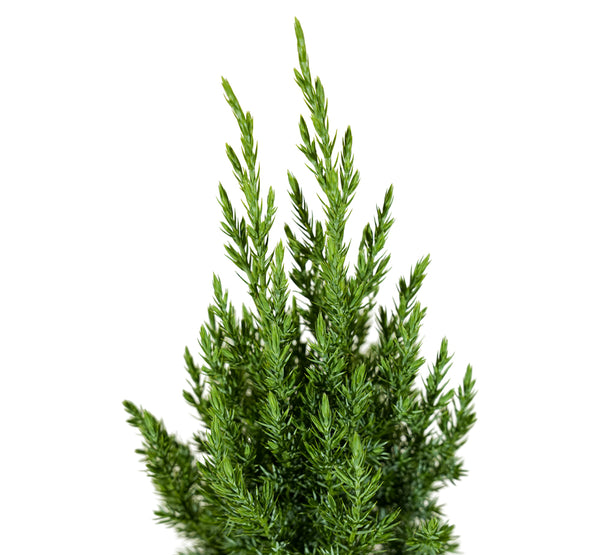 Conifers MIxed 11 cms pots