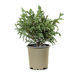 Conifers MIxed 11 cms pots