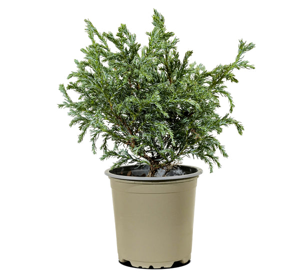 Conifers MIxed 11 cms pots