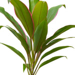 Cordyline Fruit Rumba-13 cms pots - 50 cms height