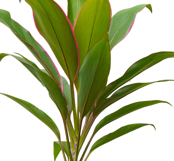 Cordyline Fruit Rumba-13 cms pots - 50 cms height