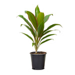 Cordyline Fruit Rumba-13 cms pots - 50 cms height