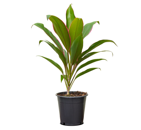 Cordyline Fruit Rumba-13 cms pots - 50 cms height