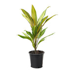 Cordyline frut. Conga 12 cms pots - 40 cms height