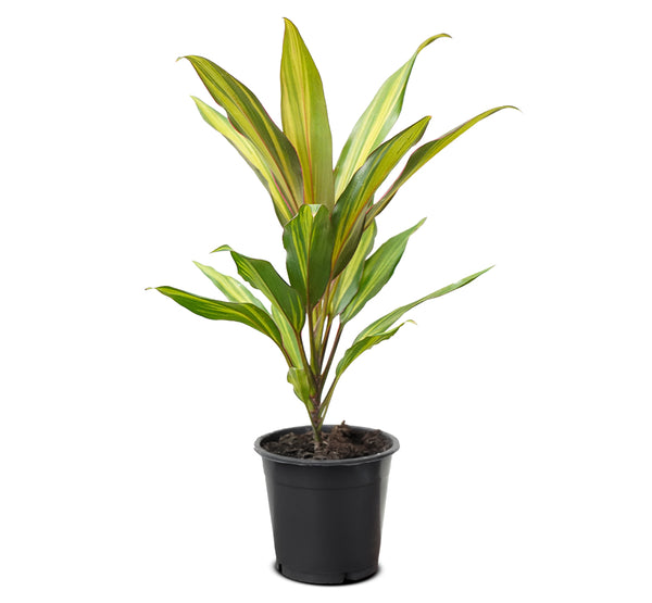 Cordyline frut. Conga 12 cms pots - 40 cms height