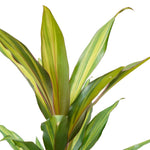 Cordyline frut. Conga 12 cms pots - 40 cms height