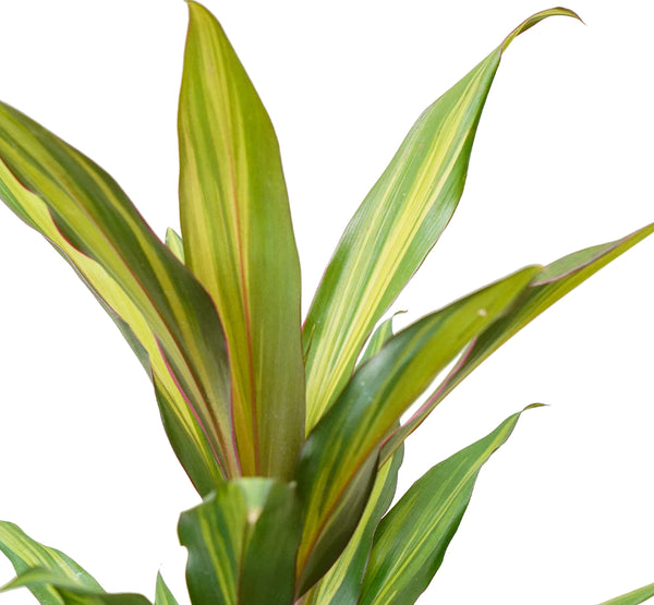Cordyline frut. Conga 12 cms pots - 40 cms height