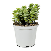 Cactus Mix