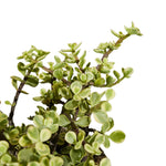 CRASSULA AVATA 30CM Pots