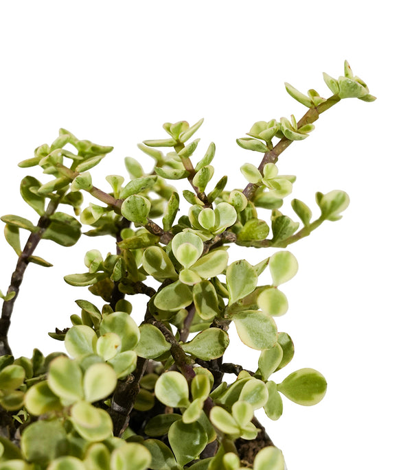 CRASSULA AVATA 30CM Pots