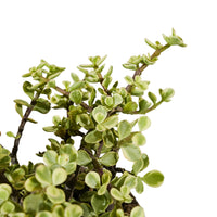 CRASSULA AVATA 30CM Pots
