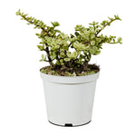 CRASSULA AVATA 30CM Pots