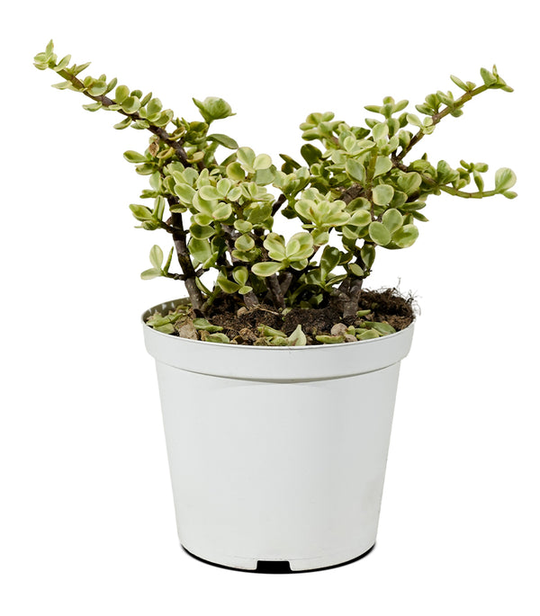 CRASSULA AVATA 30CM Pots