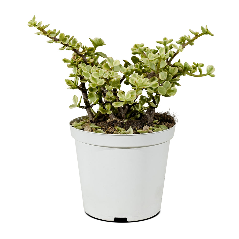 CRASSULA AVATA 30CM Pots