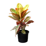 Crotons